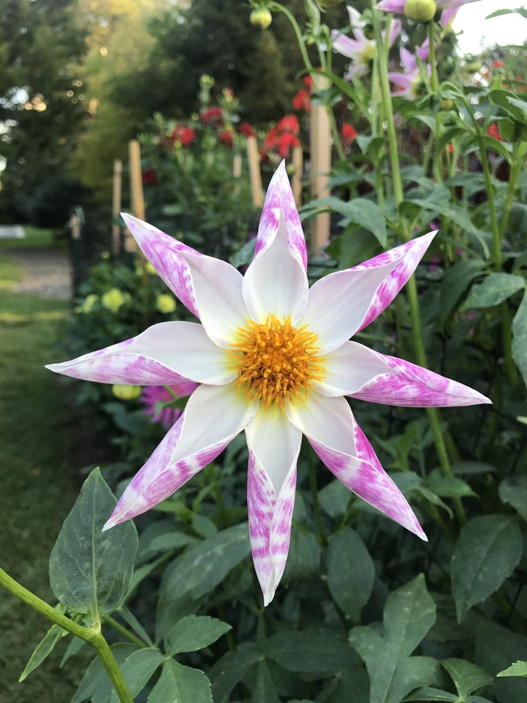 Star-shaped dahlia flower with white petals and pink streaks, featuring a yellow center and green leaf background.