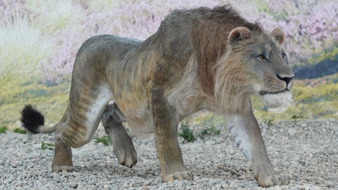 Muscular lion with a thick mane walks across a rocky grey surface with an intense and focused expression.