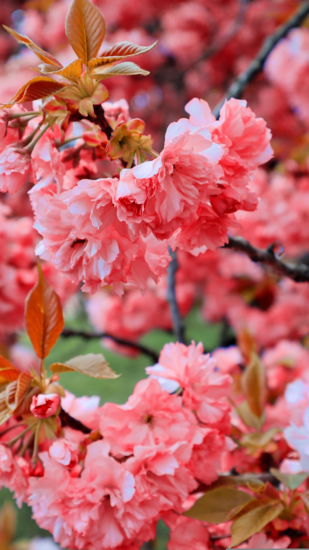 Pink cherry blossoms with white edges cluster on branches against a blurred floral backdrop in soft spring light.