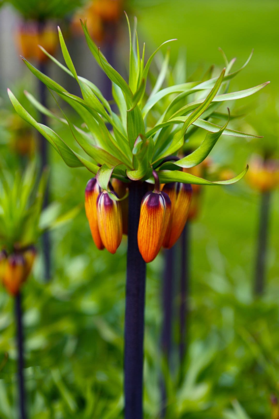 Orange Crown Imperial flowers hang from a dark stem under a tuft of green leaves in a soft-focus garden.
