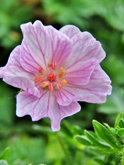 Pink geranium flower with dark magenta veins on petals and yellow stamens against a blurred green background.