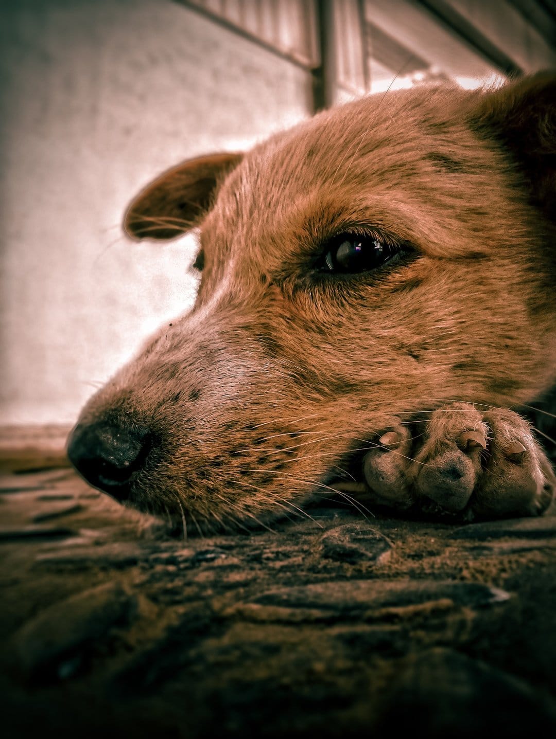 Brown dog leaning against a woven fabric surface with focus on its moist nose and glassy eye.