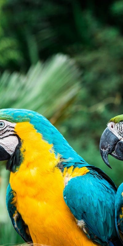 Parrots wallpaper,Parrots,Parrots desktop wallpaper,birds wallpaper