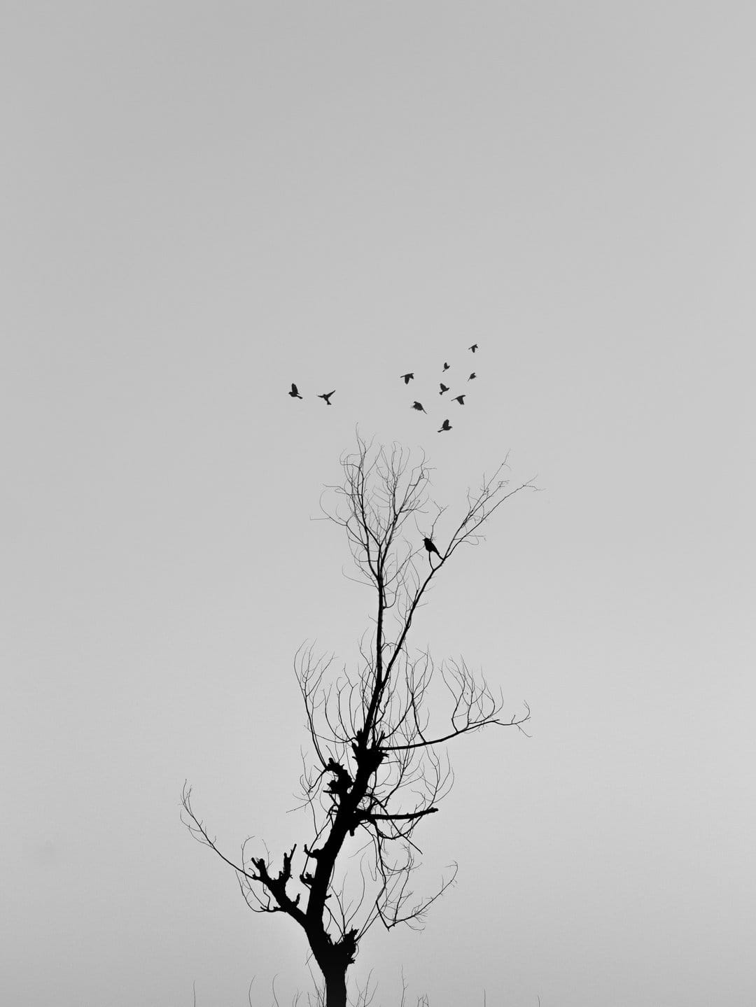 Bare tree branches silhouetted against a pale sky with a flock of birds in flight and one bird perched.