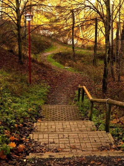autumn, forest path, golden light, nature, serene, outdoor, peaceful, beautiful, natural beauty, leaves, tranquil, fall colors, rustic, woodland, evening, atmospheric, pathway, park, scenic, serene walk
