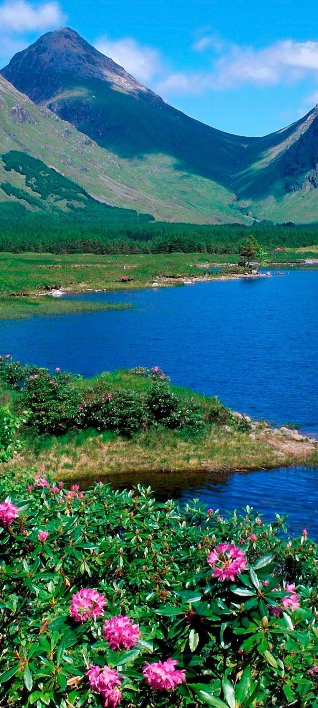 Pink rhododendrons grow beside a blue mountain lake and evergreen forest under a cloudy summer sky.