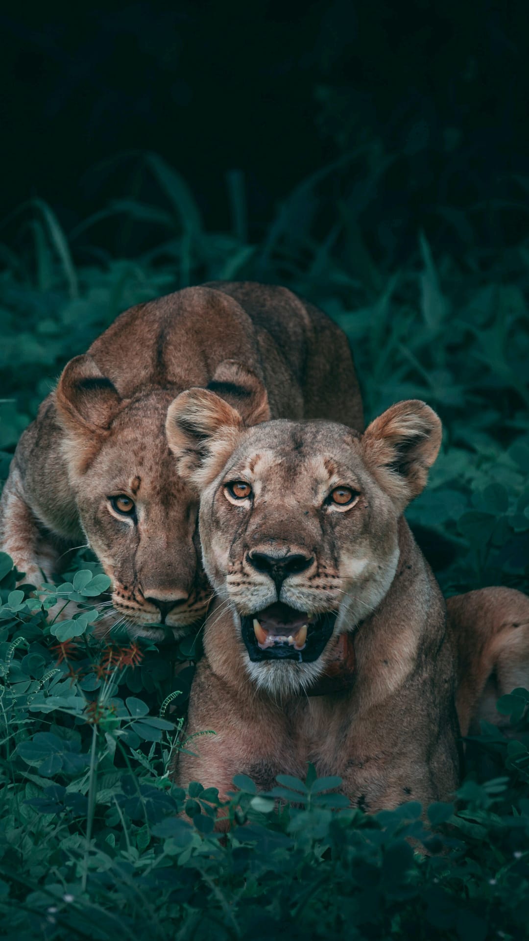 Two lionesses with golden eyes stare from deep green jungle foliage in a dark vertical forest composition.
