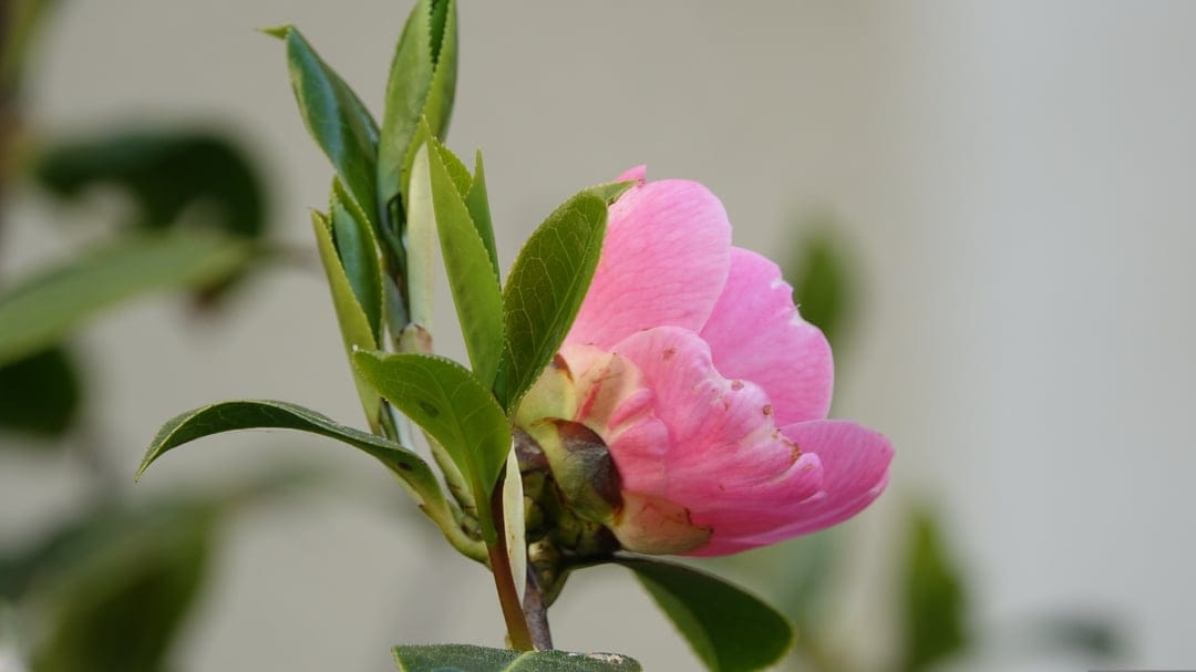 Pink camellia flower bud with ruffled petals emerging from lush green leaves under soft natural light.