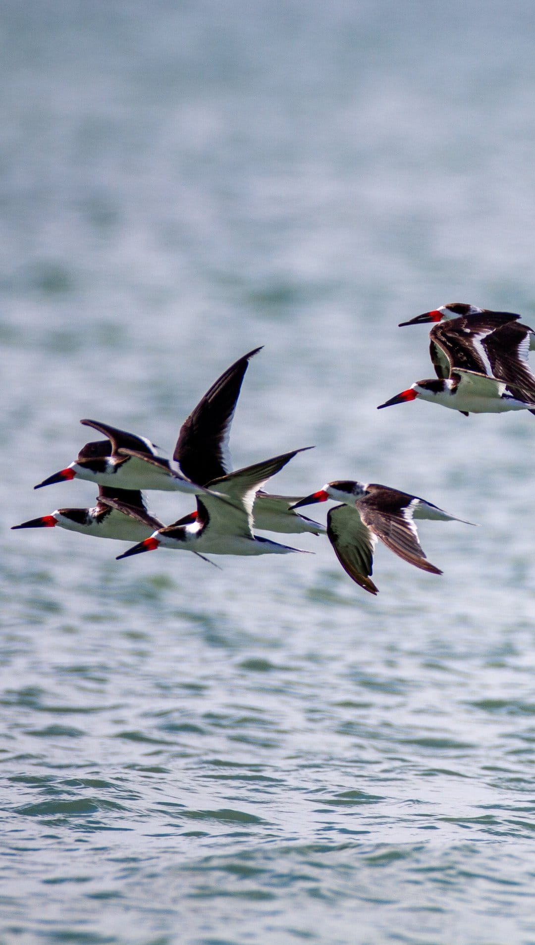 Black Skimmers with red bills fly in a flock over rippling blue water, showcasing white and black wings.