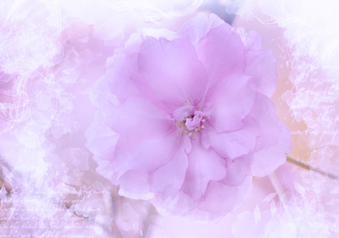 Soft pink flower petals with vintage cursive script and light-filled textures on a pastel background.