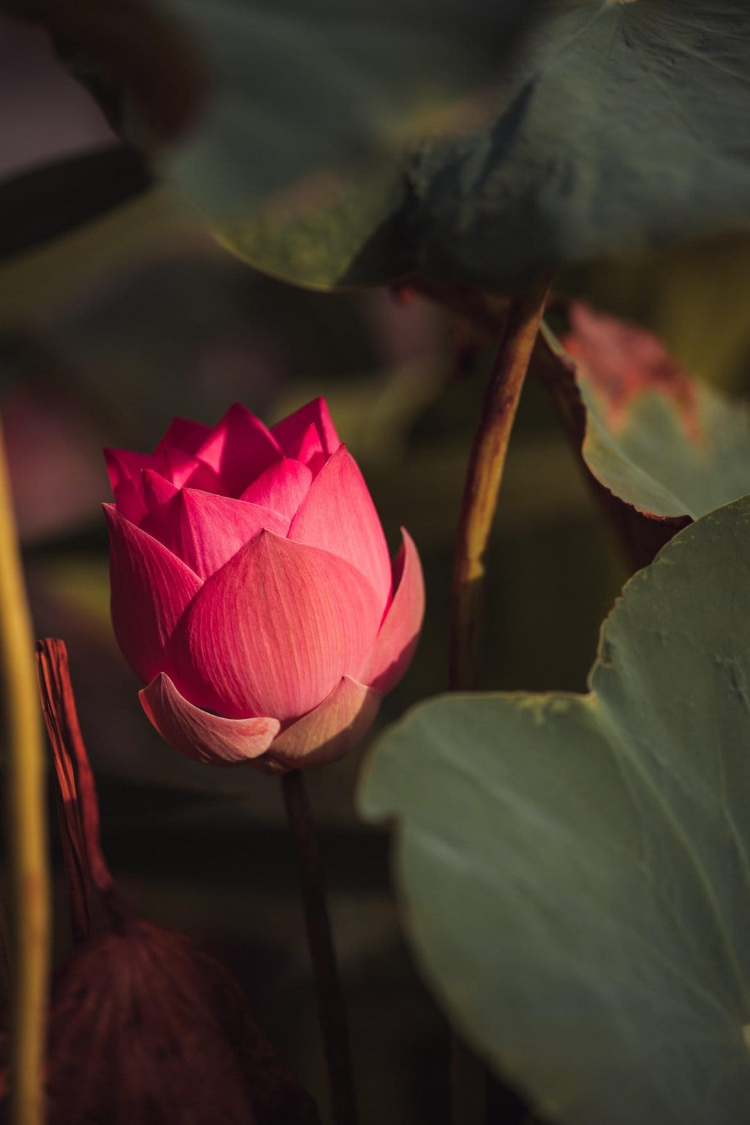 Pink lotus bud with tightly closed petals surrounded by large green leaves in a soft-lit aquatic garden setting.