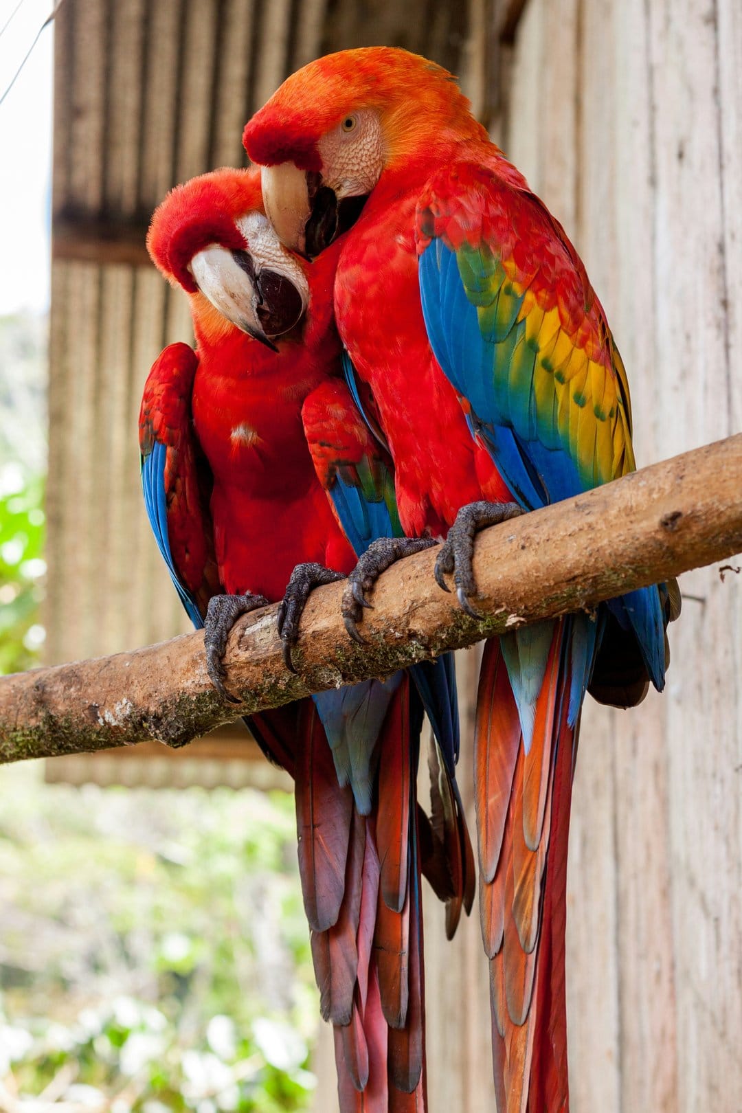 Scarlet macaws with vivid red and blue feathers sit on a textured wooden branch in a natural avian setting.