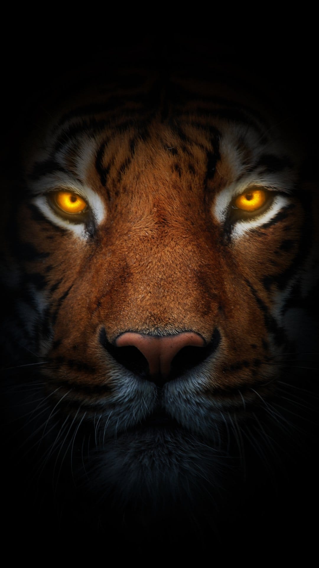 Tiger face with glowing orange eyes and detailed whiskers emerges from a dark background in this close-up view.