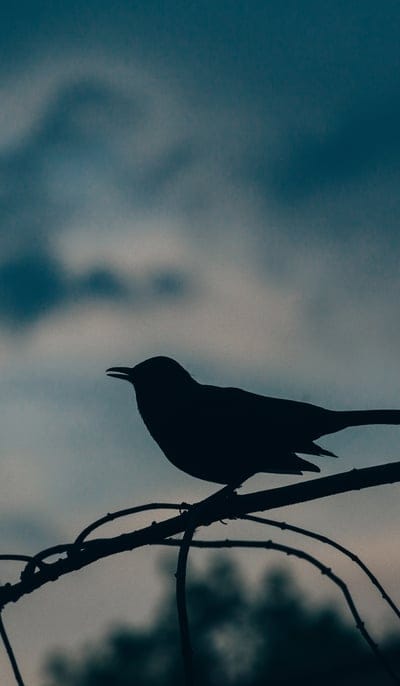 bird,silhouette,branch