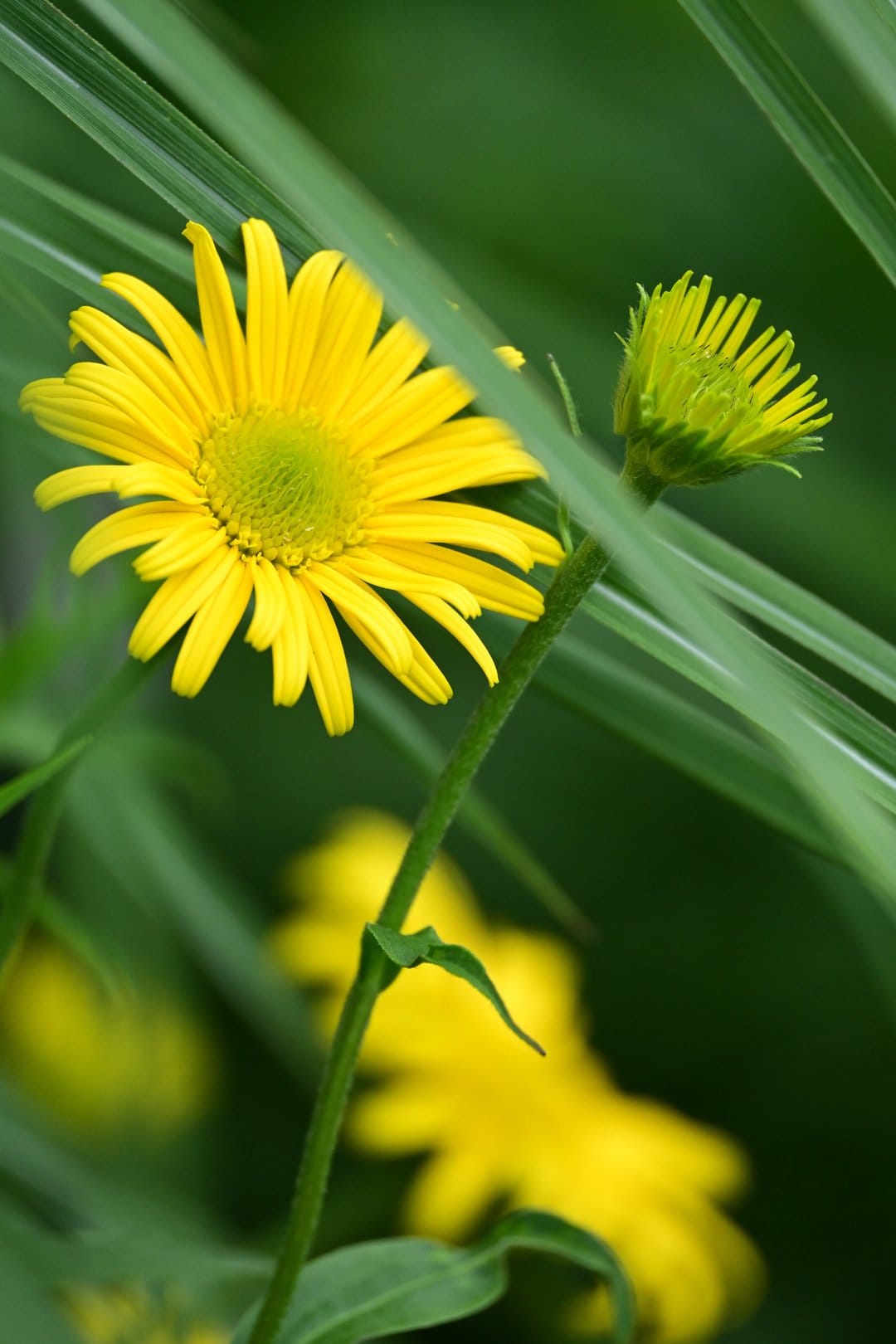 Yellow daisy flower with a lime green center partially hidden behind tall green blades of grass in a garden.