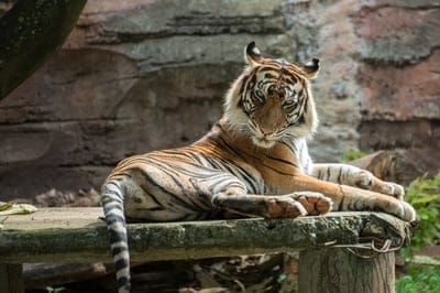 tiger,animal,wildlife,nature,Bengal,beautiful wallpaper,head,cat,forest,beautiful,laptop wallpaper,4K wallpaper,cool backgrounds,white,jungle,Asia,wallpaper 4K,full HD wallpaper,4K wallpaper,big