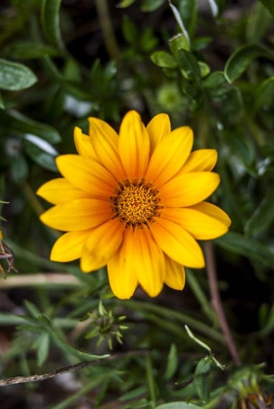 Yellow Gazania flower with an orange center and textured petals sits against a backdrop of deep green leaves.