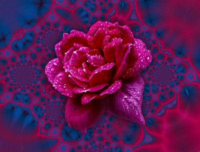 flower,pink,beautiful wallpaper,cool backgrounds,4k wallpaper,rose,flora,dewdrops,nature,hd wallpaper,fractal,wallpaper 4k,free background,abstract,beautiful flowers,desktop backgrounds,bloom,happy birthday,blossom,floral background