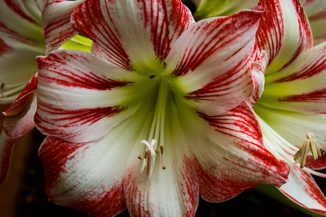 Red and white striped Amaryllis flower with prominent central stamens shown in a detailed macro vertical view.