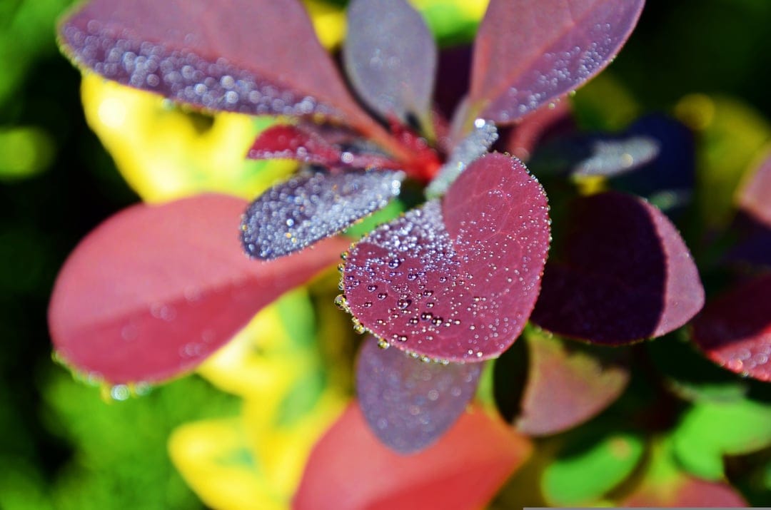 Sparkling dewdrops cling to serrated edges of deep purple barberry leaves against a soft bokeh background.