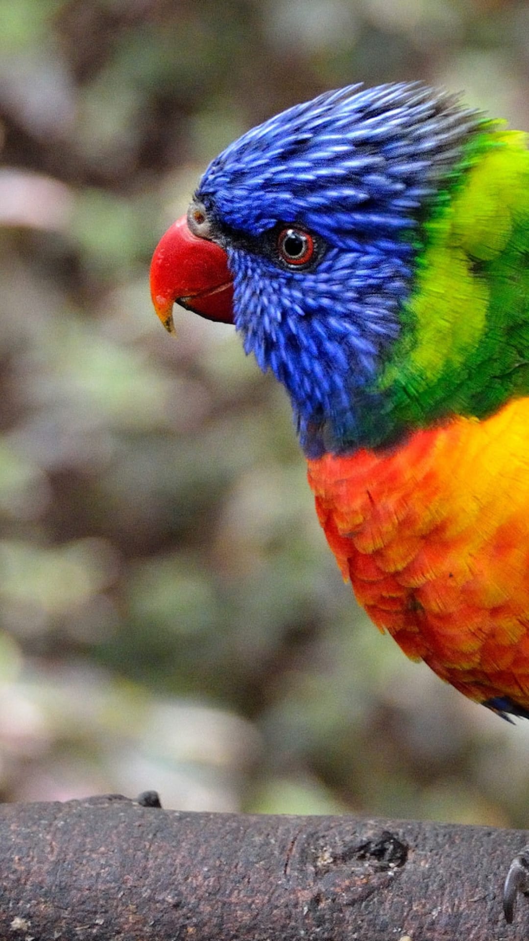 Rainbow Lorikeet with a blue head and orange breast perches on a dark branch against a blurred green background.