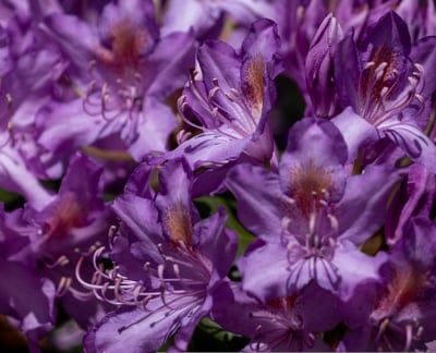 Purple rhododendron flowers showcase delicate stamens and textured petals in a macro spring botanical close-up.