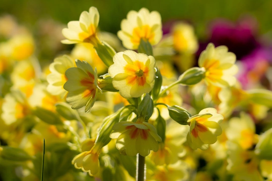 Yellow primrose flowers with orange centers glow in soft sunlight against a blurred green garden background.