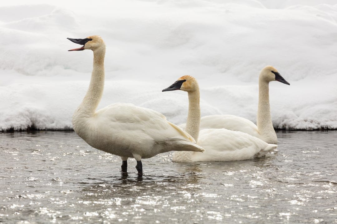 Trumpeter swan vocalizing with its beak open while two others swim nearby in a partially frozen snowy lake.