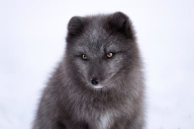 cute animal wallpaper,animal,wildlife,baby animal,iPhone wallpaper