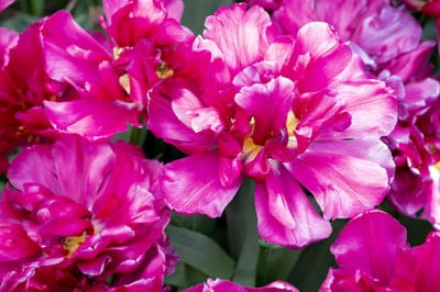 Pink double tulips with ruffled petals and yellow centers fill the frame in a detailed macro botanical close-up.