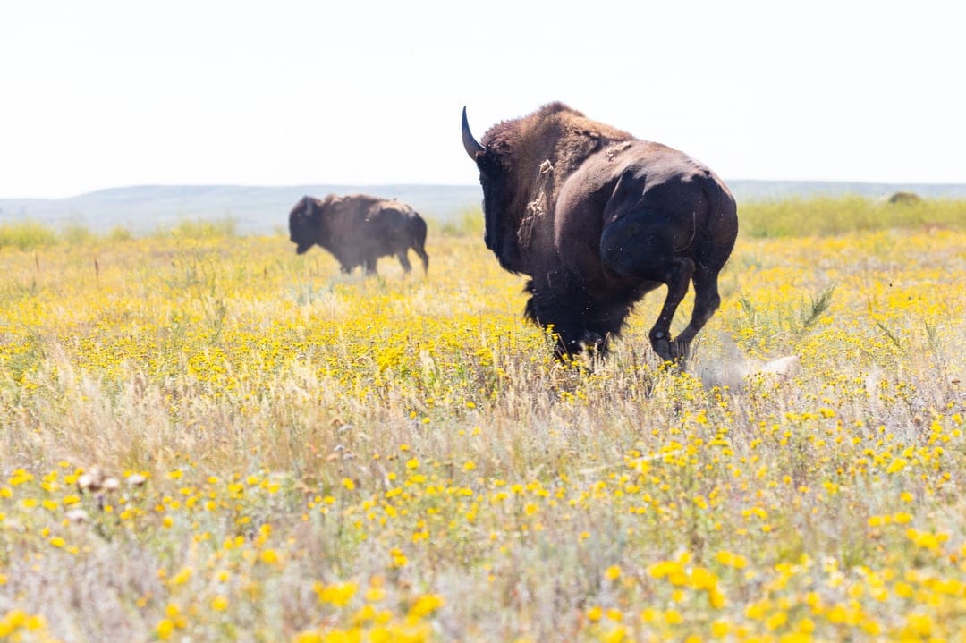 Bison charging through yellow wildflowers in a sunny prairie, kicking up dust against a rolling hill backdrop.