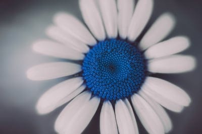 White daisy flower with a vibrant blue center and blurred green background in a detailed macro photography shot.