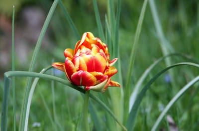 Red and yellow double tulip with layered petals blooms in tall green grass against a soft bokeh background.