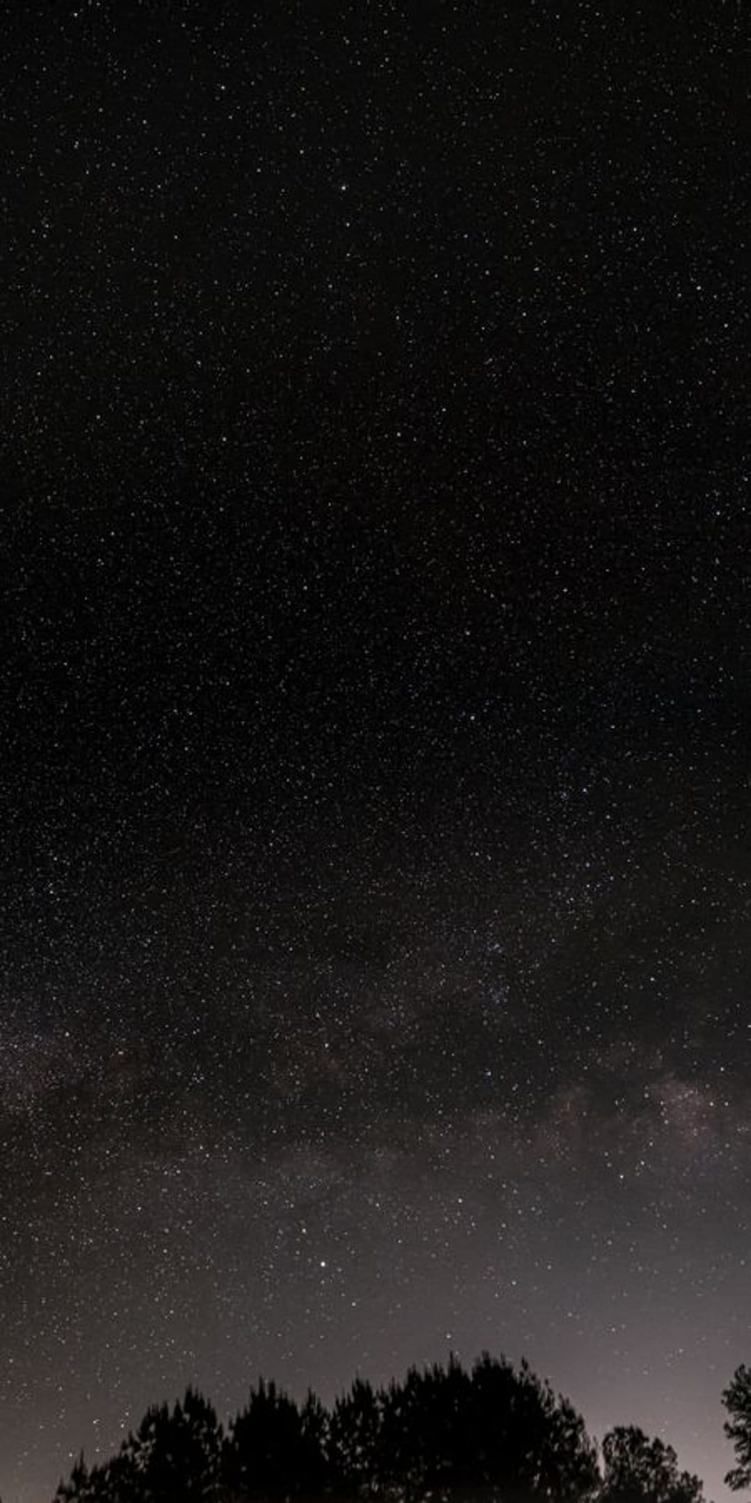 Starry night sky and Milky Way galaxy glowing above the dark silhouettes of pine trees in a dense forest.