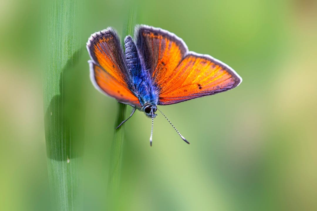 Orange butterfly with a blue iridescent body rests on a green grass blade against a blurred yellow background.