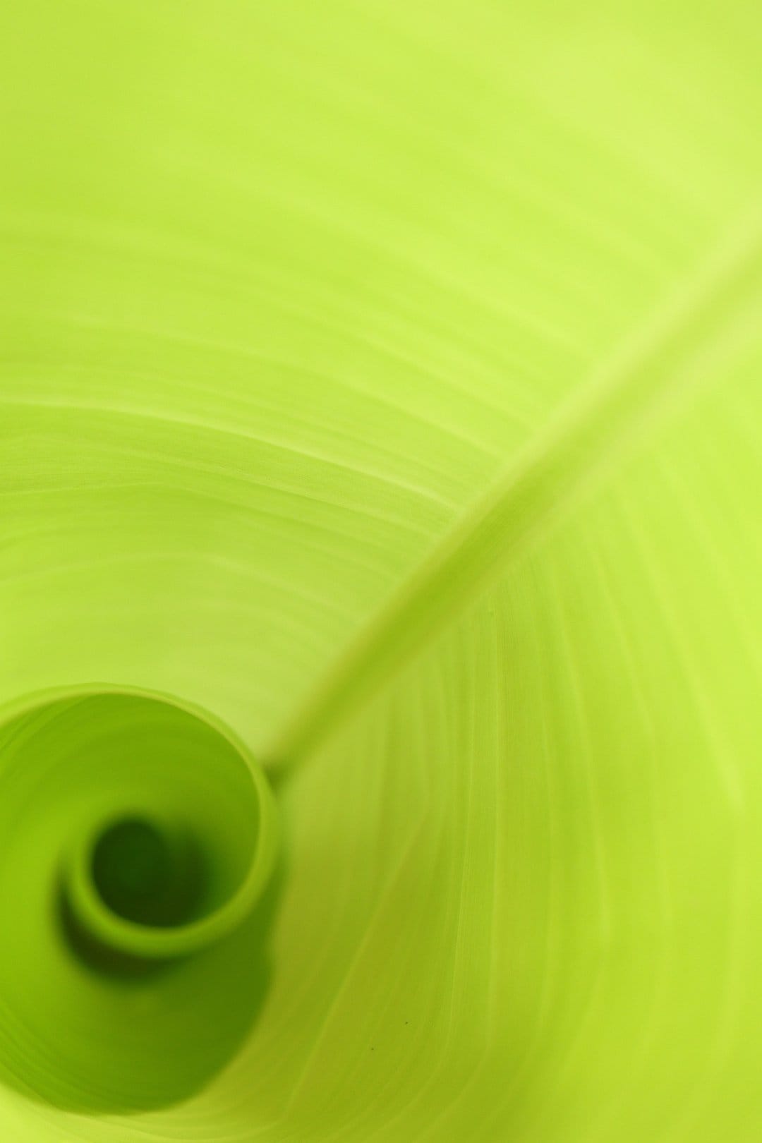 Banana leaf spiraling in a tight green coil with visible parallel veins and soft focus background lighting.