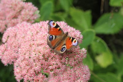 Peacock butterfly with blue eyespots rests on pink sedum flowers against a blurred green foliage background.