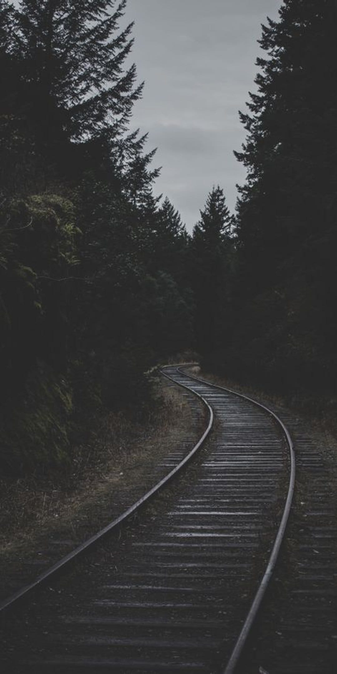Railroad tracks curve into a dense dark coniferous forest under a gloomy overcast sky in a vertical view.