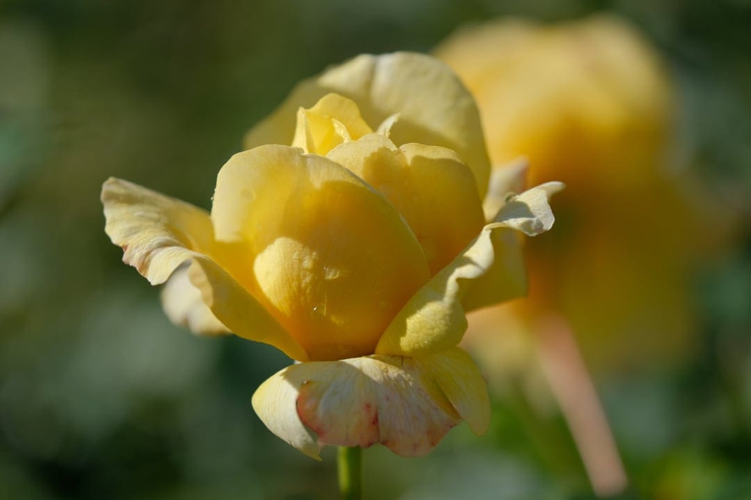Yellow rose bloom with sunlit translucent petals against a blurred green garden background in a macro close-up.