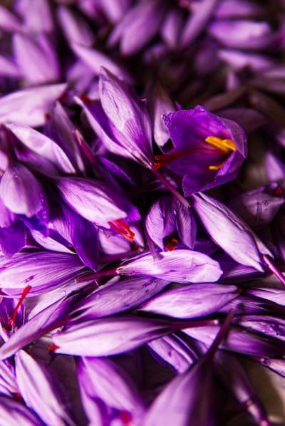 Purple saffron crocus petals and vivid yellow stigmas shown in a detailed macro shot with soft natural lighting.