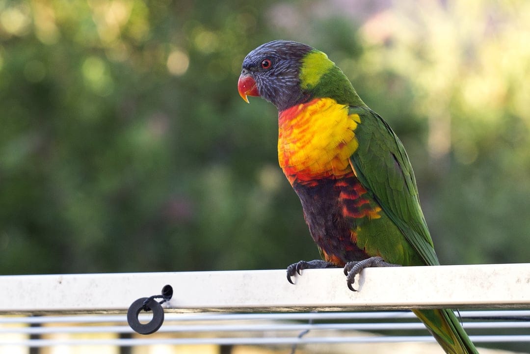 Rainbow lorikeet with multi-colored feathers and a red beak perched on a white railing against a green background.