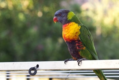 Rainbow Lorikeet, parrot, bird, ornate plumage, vibrant colors, Australian bird, wildlife photography, nature, tropical bird, perched, railing, close-up, avian, colorful, feather detail, outdoor, wild bird, portrait, avian beauty, nature photography, fine art, wildlife, colorful bird