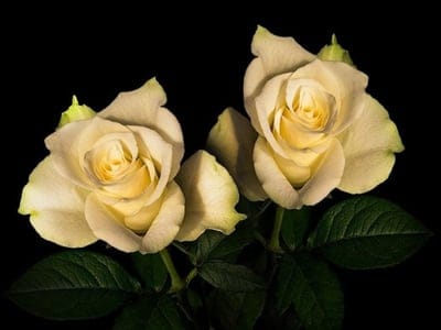 Two ivory roses with yellow centers and dark green leaves emerge from a solid black background in portrait.