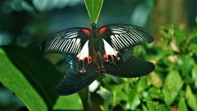 butterflies,two,reproduction,nature,animal,free background,wallpaper 4K,few,summer,wing,wallpaper HD,multicolored,free wallpaper,HD wallpaper,cool backgrounds,close up,plants,green,butterfly,Edelfalter