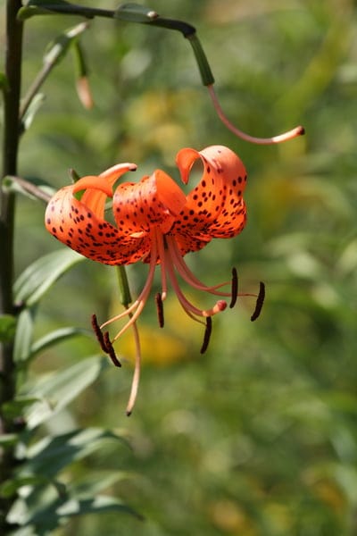 tiger lily,orange,beautiful flowers,floral background,lock screen wallpaper,flower,flower background,blooming,samsung wallpaper,green foliage,herbaceous plant,liliaceae family,large flower with six tepals,read,stamens,phone wallpaper,mobile wallpaper 4k,k