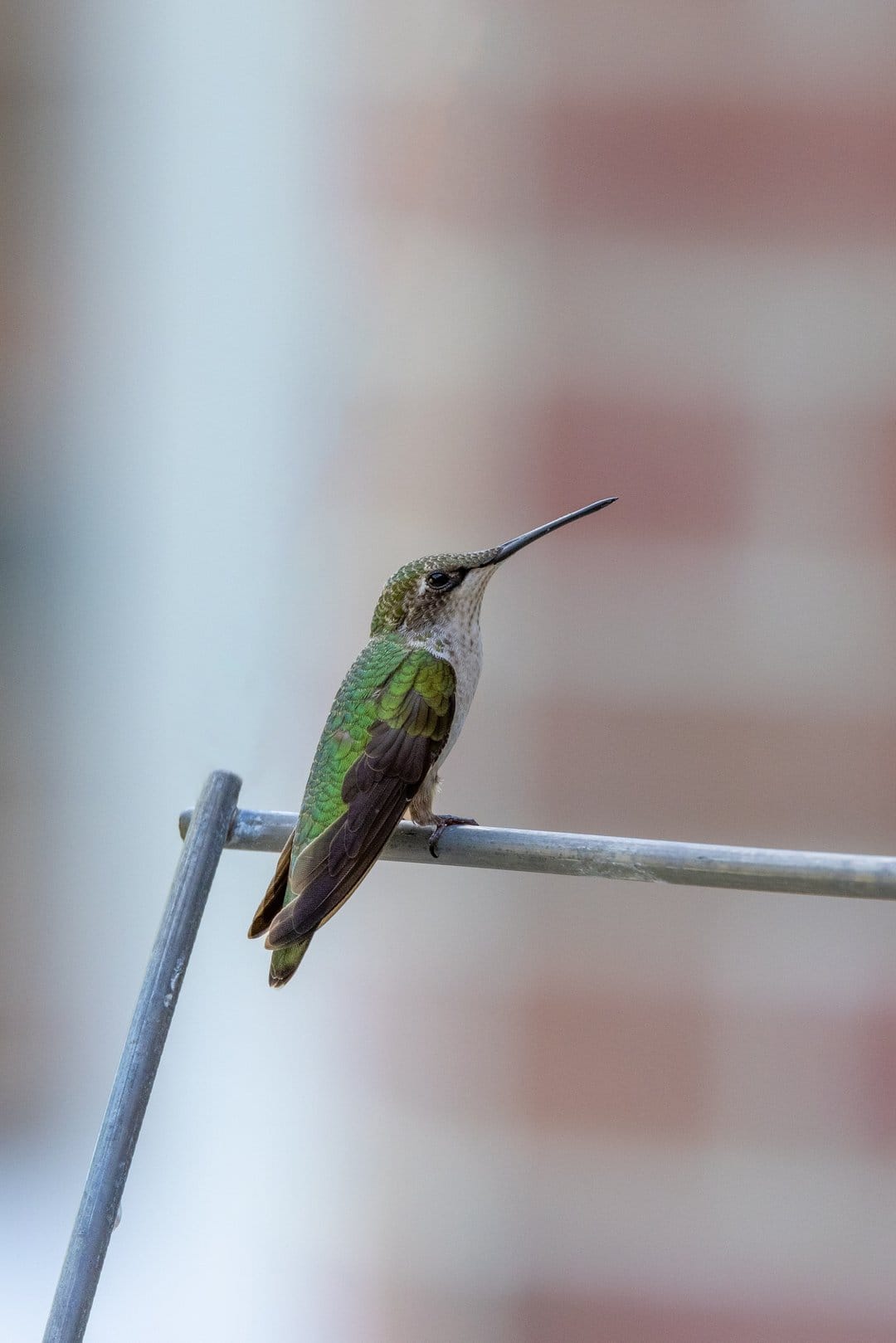 Iridescent green hummingbird perched on a thin wire against a blurred blue and red brick backyard background.