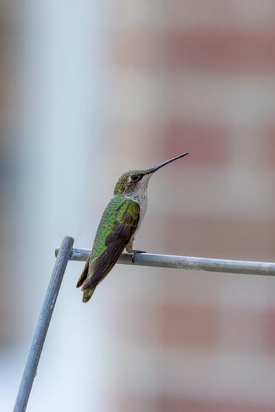 hummingbird,mobile wallpaper,phone wallpaper,lock screen wallpaper,mobile wallpaper 4k,bird,beautiful wallpaper,samsung wallpaper,iphone wallpaper,wildlife