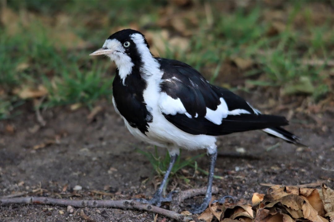 Oriental Magpie-Robin bird with black and white plumage stands on the ground amidst fallen leaves and grass.