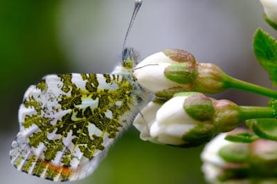 butterfly,wallpaper 4k,beautiful wallpaper,flower,bud,flower wallpaper,orange-tip,insect,wallpaper hd,full hd wallpaper,4k wallpaper,macro,windows wallpaper,beautiful flowers,free wallpaper,4k wallpaper,desktop backgrounds,mac wallpaper,free background,sp
