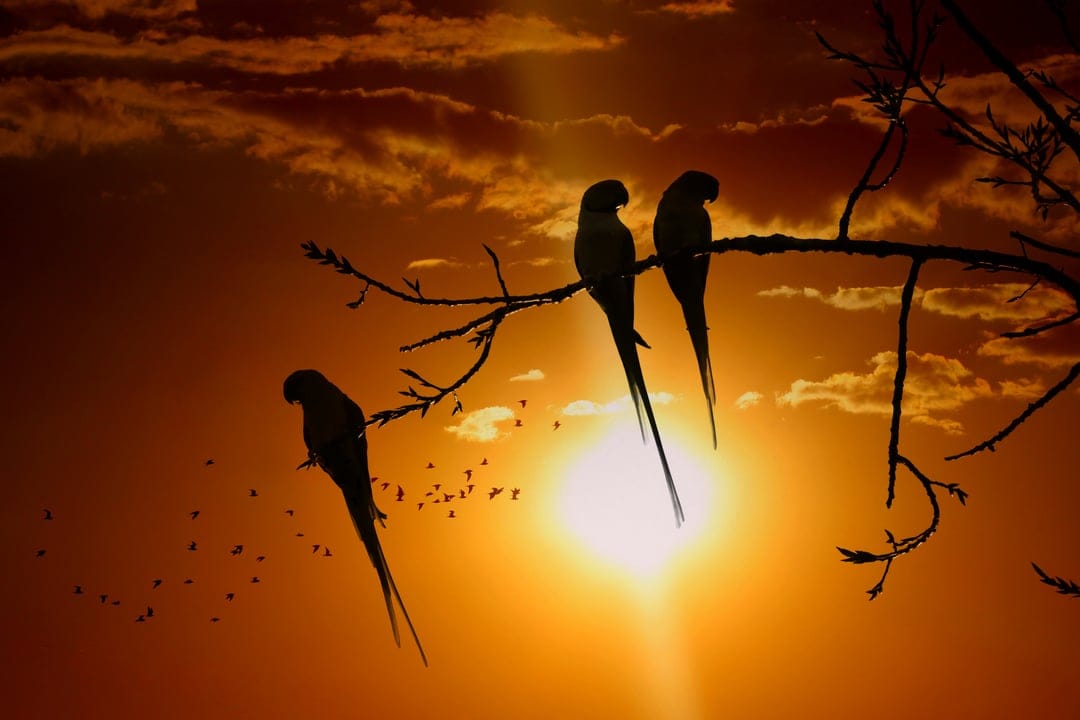 Three parrots on a branch silhouetted against a radiant orange sunset with glowing clouds and distant birds.